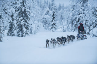 Forest Run print