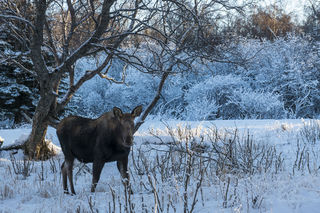 Winter Moose print