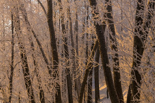 Cottonwoods and Frost print