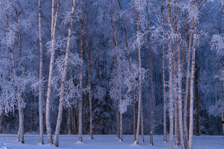 Frosty Grove print