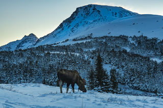 Moose and Flattop print