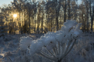 Sun and Frosty Parsnip print