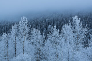 Frosty Trees and Fog print