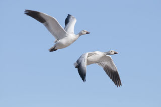 Snow Gees in Flight