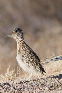 Roadrunner on the lookout print