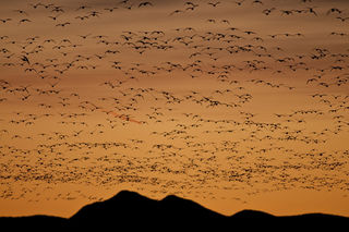 Snow Geese Dawn print