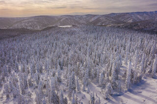 Snowy Trees and Mountains