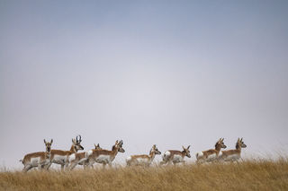 Passing Pronghorn print