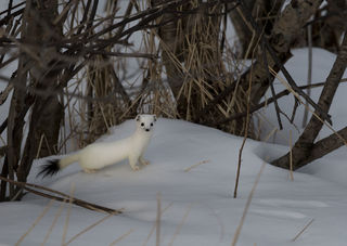 Ermine Pause print
