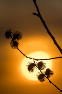 Willow and Sun print