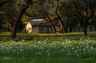 Flowers and Ranch House print