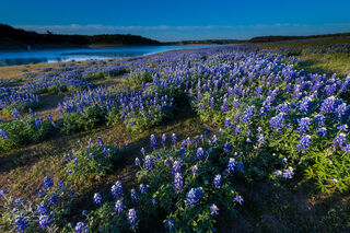 Bluebonnet Fields Forever print
