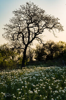 Tree and Flowers print