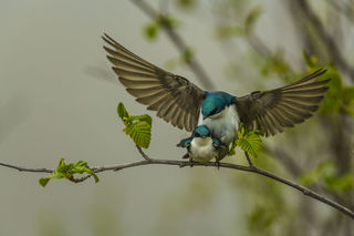 Tree Swallow Mating print