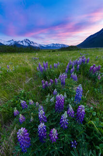 Lupine and Pink Sky