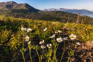 Anchorage, Chugach Mountains, alpine, morning, summer, wildflowers
