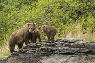 Sow With Yearling Cubs print