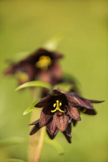 Alaska, Eklutna, Knik Arm, Nature Photography Day, flowers, nature, summer, wildflowers