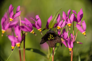 Alaska, Eklutna, Knik Arm, Nature Photography Day, flowers, nature, summer, wildflowers
