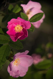 Alaska, Eklutna, Knik Arm, Nature Photography Day, flowers, nature, summer, wildflowers