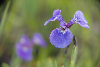 Alaska, Eklutna, Knik Arm, Nature Photography Day, flowers, nature, summer, wildflowers