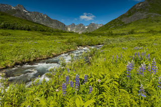 Lupine Valley print