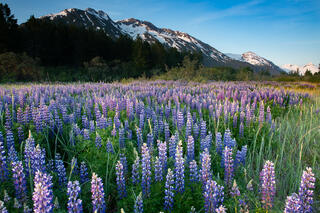Mouhtainside Lupine
