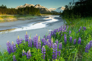 Slough and Lupine