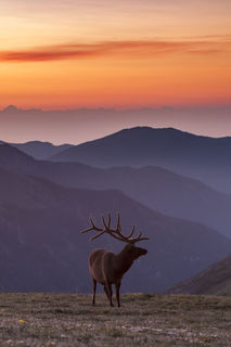 Bull Elk at Dawn print