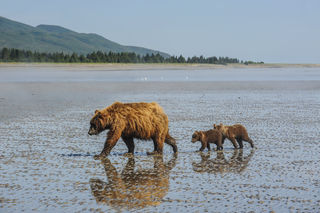 Family Stroll