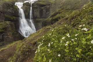 Flowers and Falls print