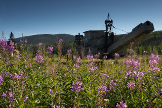 Dredge and Fireweed print