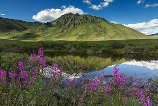 Fireweed and Green print