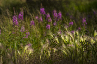 Foxtail and Fireweed print