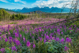 Fireeweed and Fallen Trees