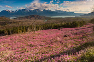 Fireweed and Mountains