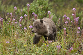 Cub in Fireweed print
