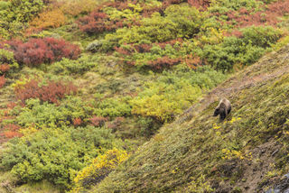 Bear in the Landscape print