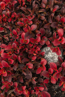 Bear Berries in Autumn, Finger Mountain print