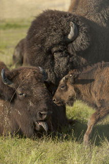 Bison Family print
