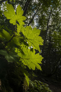 Backlit Leaves print