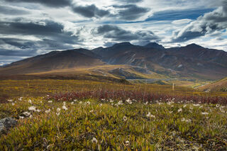 Tundra View print