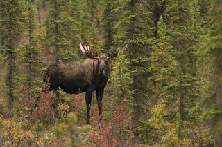 Moose by Chance print