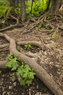 Trail Roots print