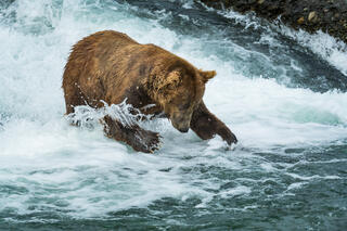 Alaska, McNeil River State Game Sanctuary, summer