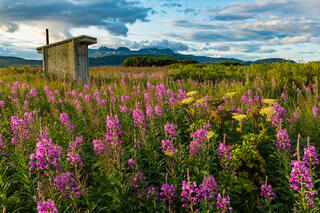 Outhouse and Fireweed