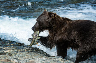 Alaska, McNeil River State Game Sanctuary, summer