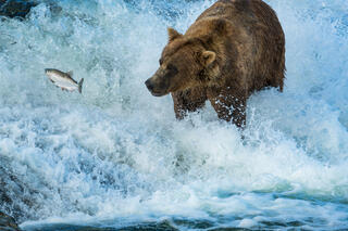 Alaska, McNeil River State Game Sanctuary, summer