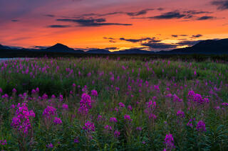 Fireweed and Sunset