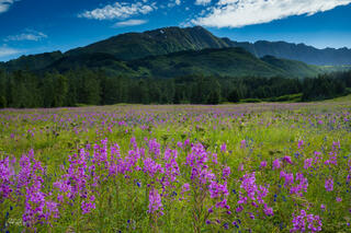 Center Fireweed